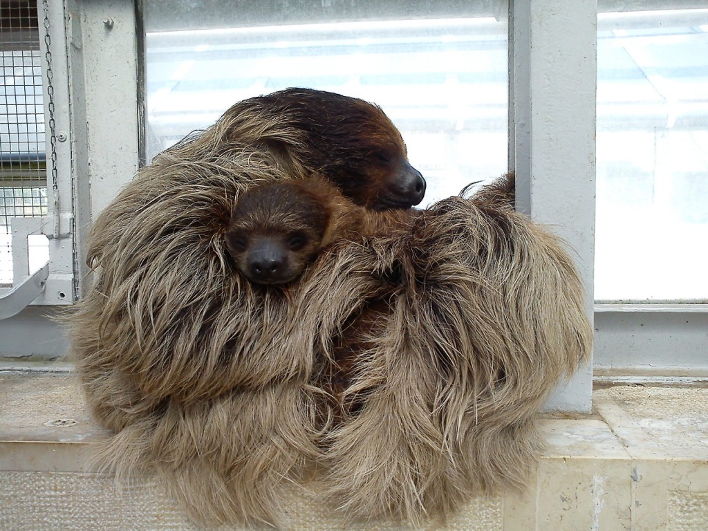 hug fun sloth