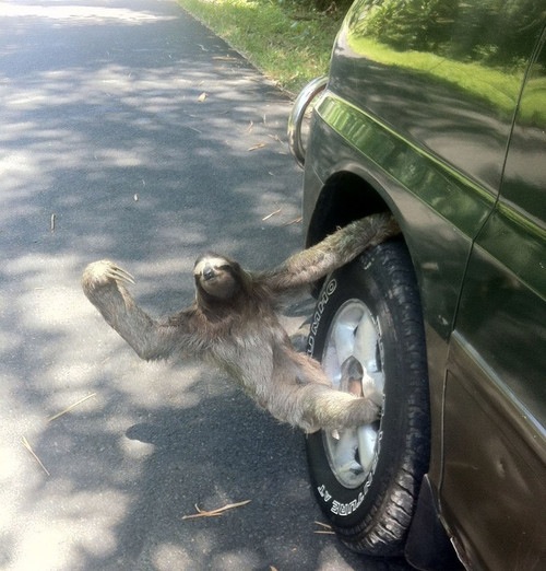 sloth holding onto a car tyre