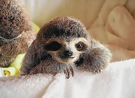 Baby sloth!