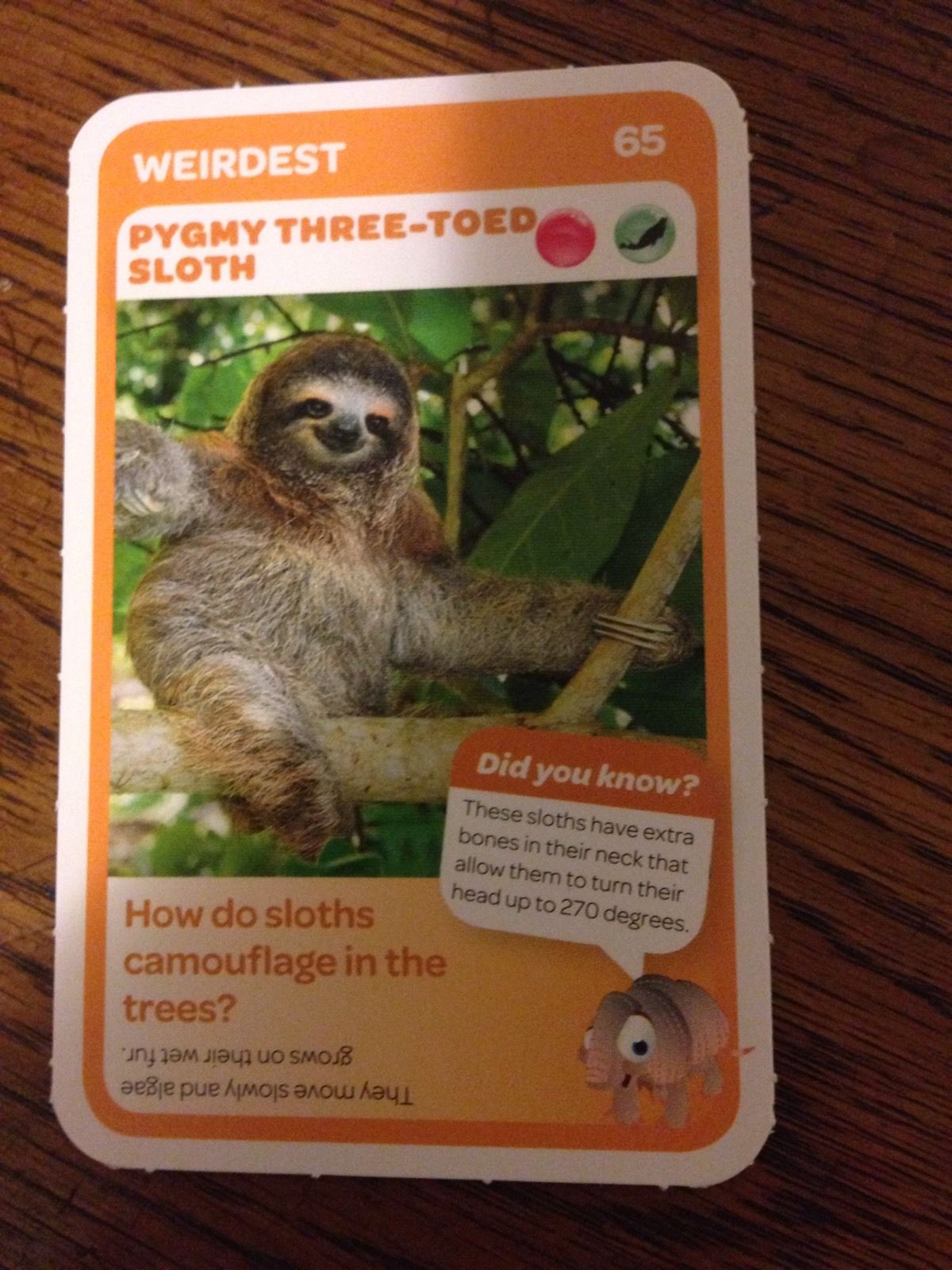 Woolworths Super Animal sloth card 