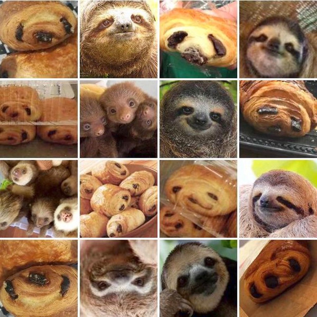 sloth-or-chocolate-croissant-sloths-au