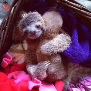 baby sloth Archives - Sloths.com.au